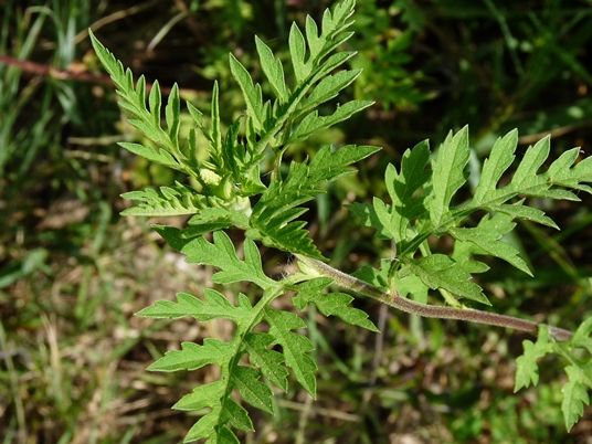 {Ambrosia artemisiifolia}